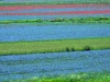 Castelluccio di Norcia